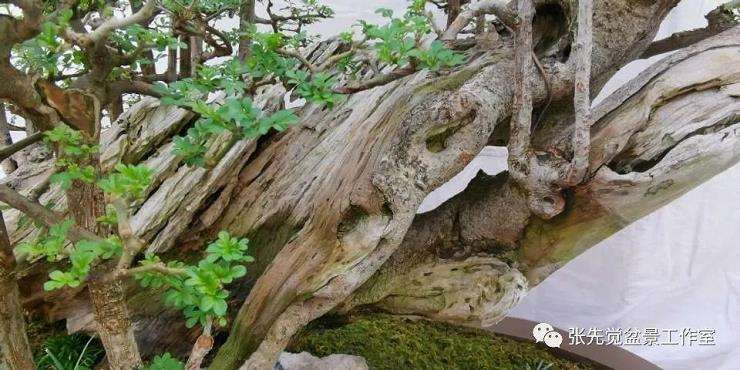 盆景桩坯怎么制作丛林造型