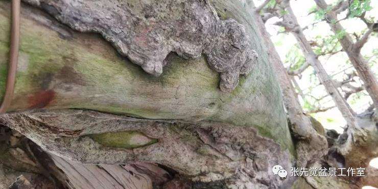 盆景桩坯怎么制作丛林造型