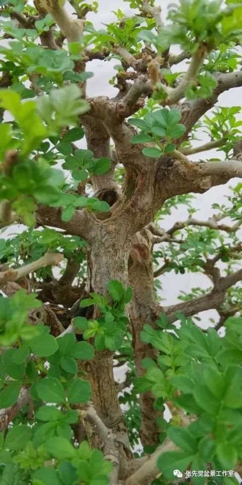 盆景桩坯怎么制作丛林造型