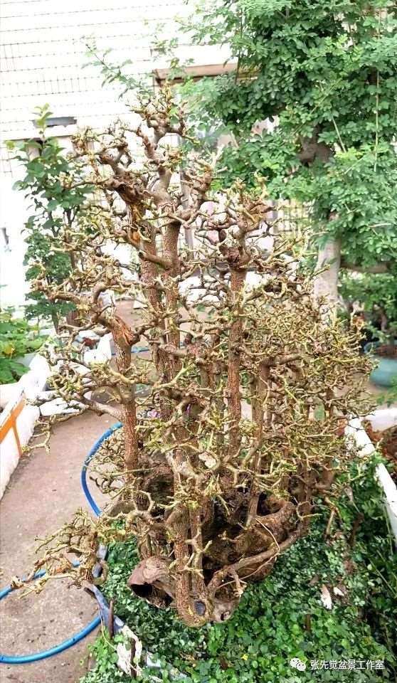 盆景桩坯怎么制作丛林造型