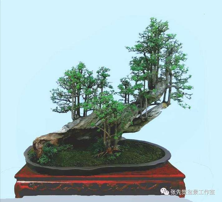 盆景桩坯怎么制作丛林造型