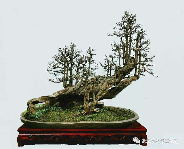 盆景桩坯怎么制作丛林造型