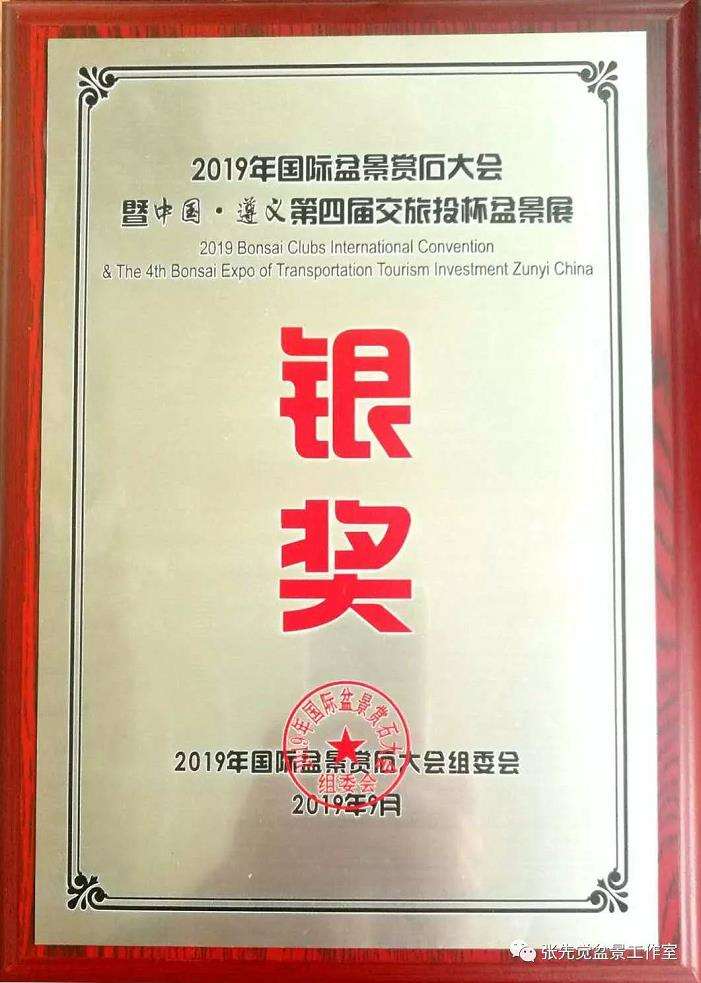 盆景桩坯怎么制作丛林造型