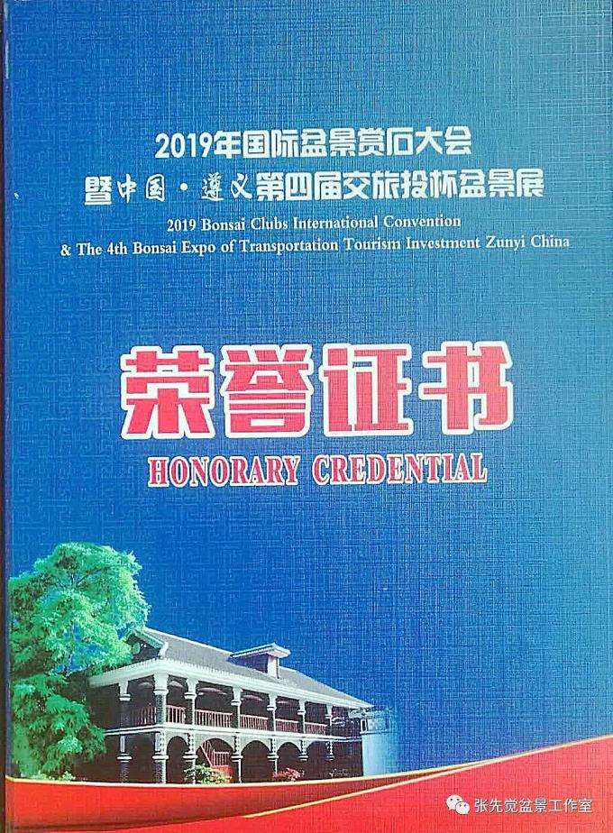 盆景桩坯怎么制作丛林造型