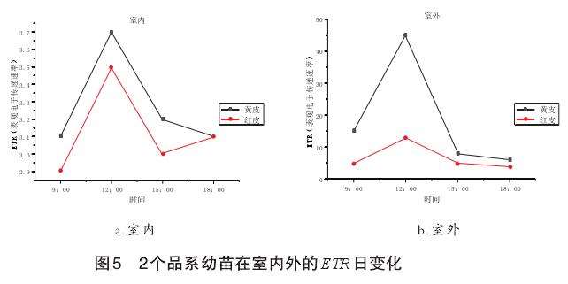 2个品系木奶果幼苗叶绿素荧光参数日变化分析