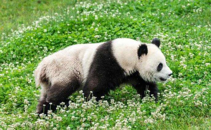 四川大熊猫国家公园案例概述与资料来源