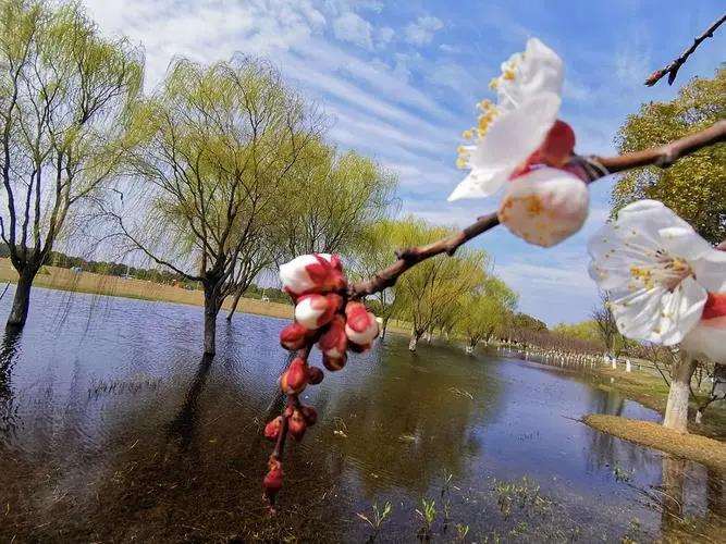 江南杏花风景意象的延续