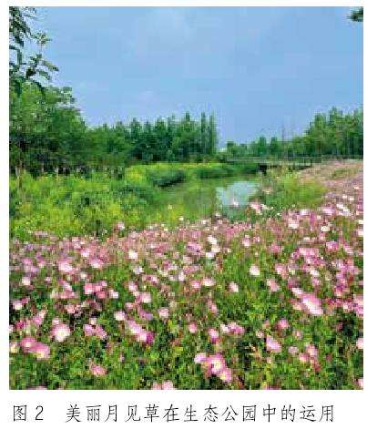 浅谈草本花卉在园林景观中的场景运用