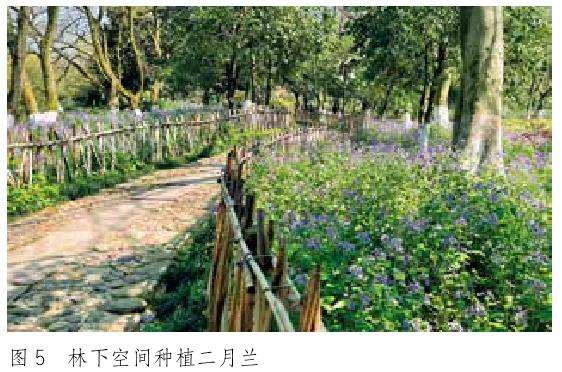 草本花卉在园林景观中的5个场景运用形式