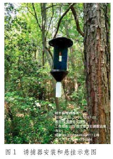 杭州西湖景区松褐天牛成虫种群动态研究