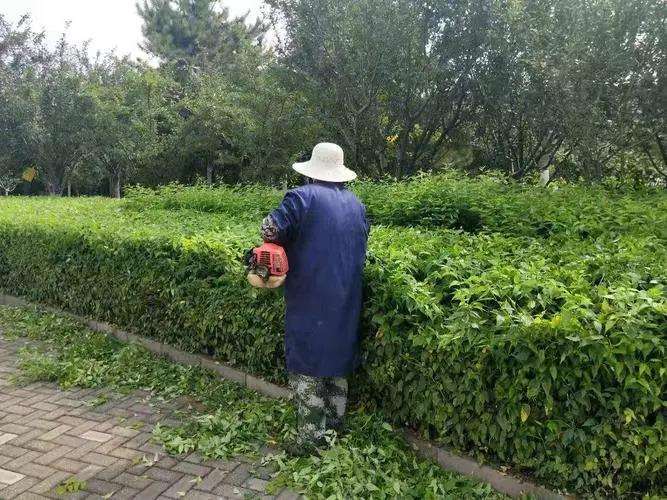 开展园林植物整形修剪需要注意的7个有关事项