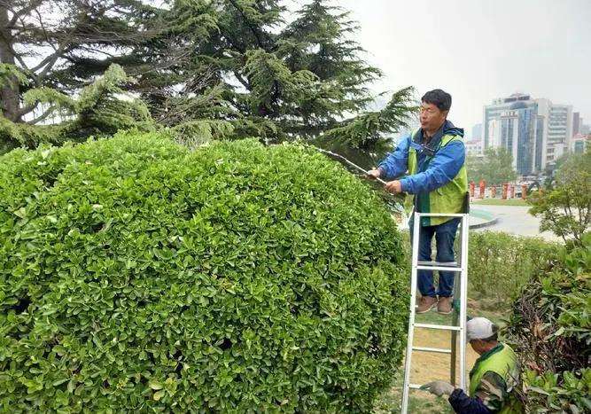 充分认识做好园林植物整形修剪的4个重要性