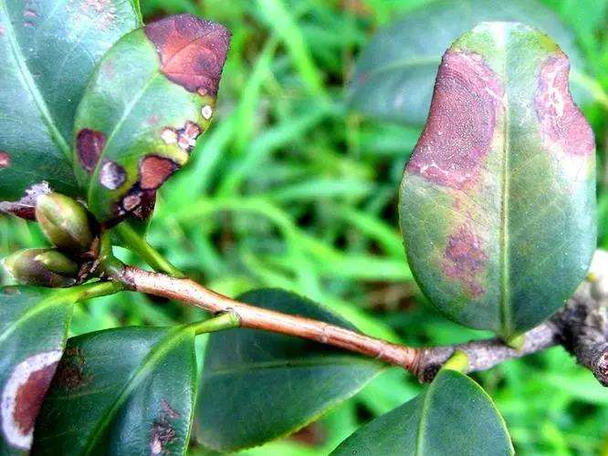 湛江热带园林景观棕榈科植物虫害