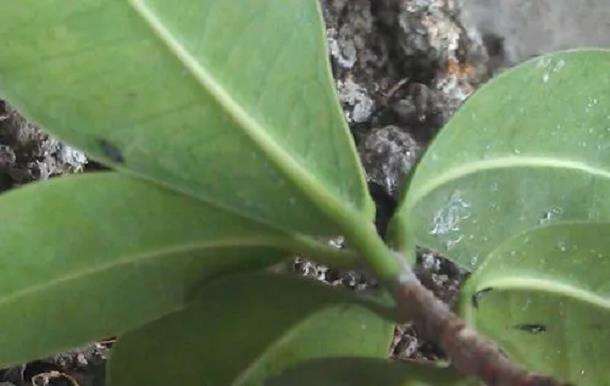 湛江热带园林景观的小叶榕虫害