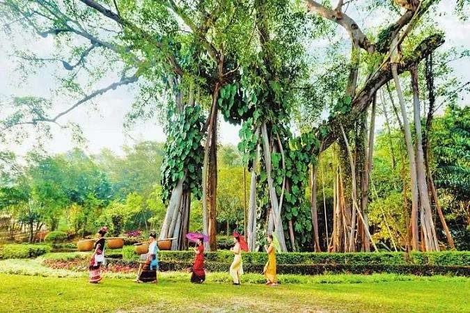 古树名木资源怎么保护的5个建议