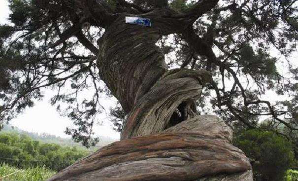 福鼎古树名木的3个调查与保护