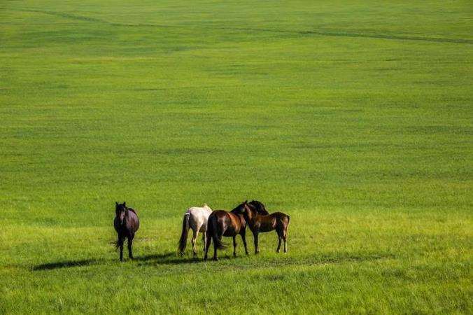 草原生态系统中羊草芽库特性综述
