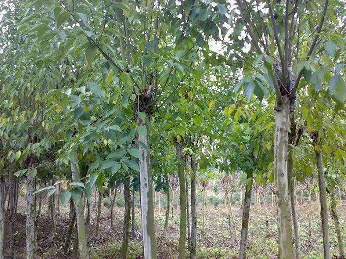 光皮树无性繁殖的3个技术