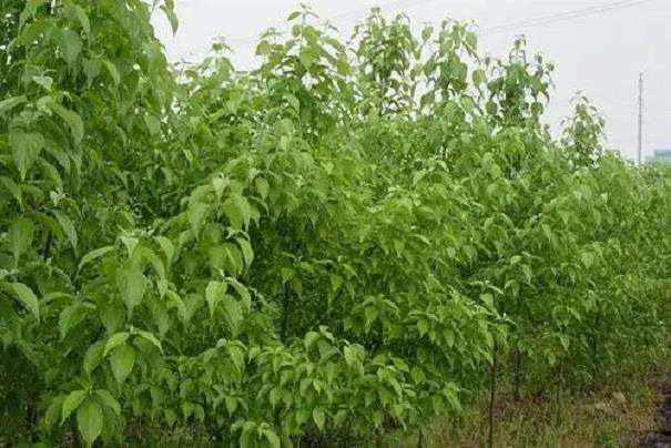 光皮树价值分析和繁殖概况有哪些