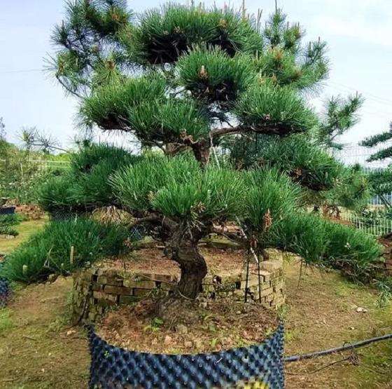 黑松景观树在园林景观中的3个应用