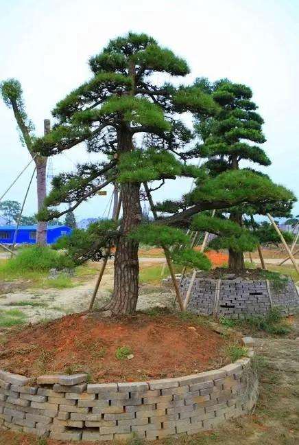 黑松景观树造型时间和工具有哪些