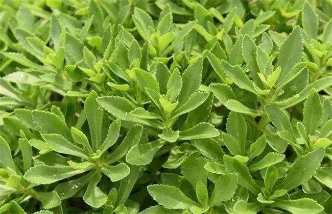 种植养心菜怎么定植越冬的3个方法