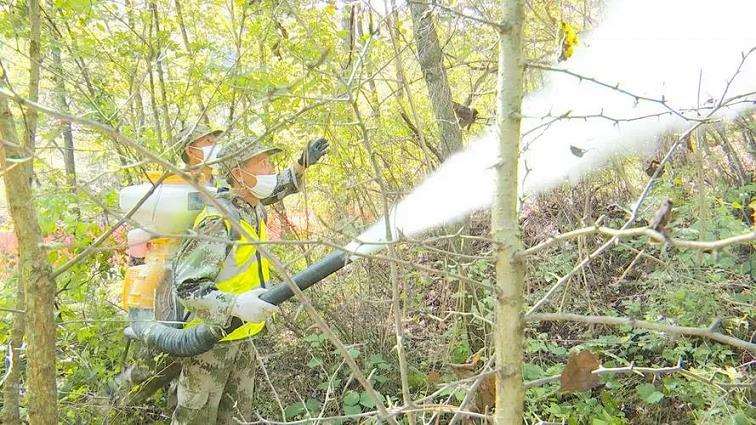 睢宁县林业有害生物的5个防控建议