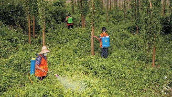 制约睢宁县林业有害生物防控工作高质量的6个因素