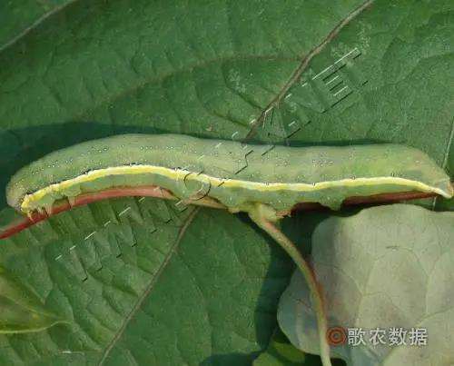 竹笋夜蛾怎么防治的3个原则