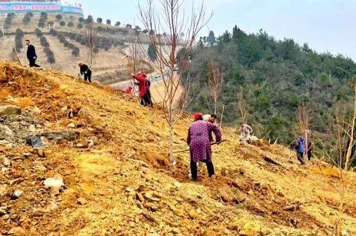 柳州石山怎么整地造林的3个方式