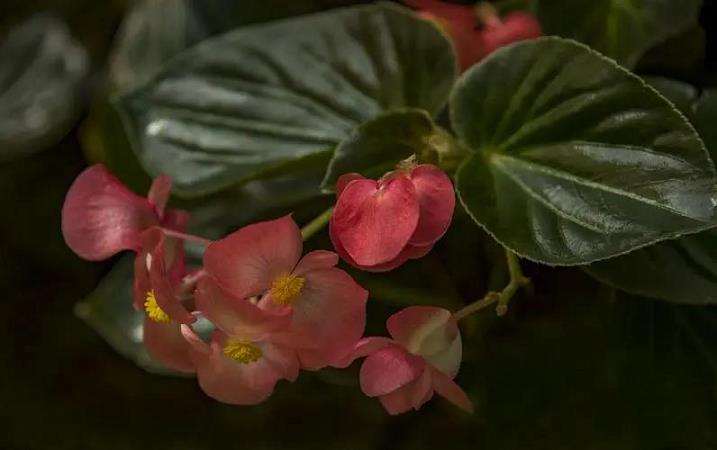秋海棠属植物专类展景观设计的2个分析