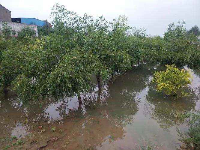水涝对树木外观形态的3个影响