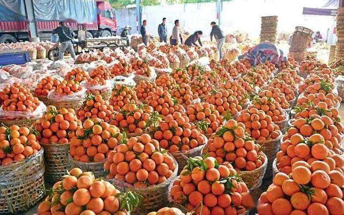 缙云县舒洪镇水果产业发展现状与发展的5个对策