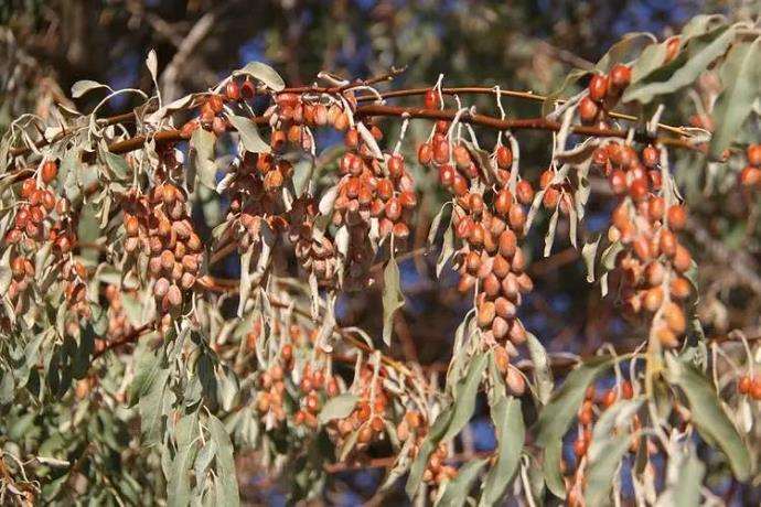 甘肃地区沙枣育苗怎么虫害防治