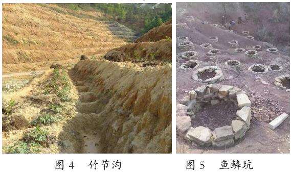 甘肃地区沙枣栽培管理技术分析