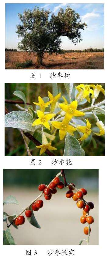 甘肃地区沙枣育苗及栽培管理技术