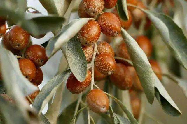 甘肃地区沙枣育苗及栽培管理技术