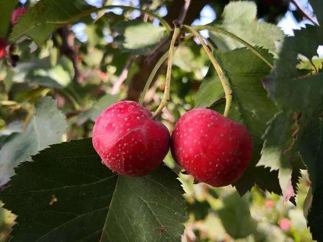 大金星山楂怎么引种栽培的5个技术