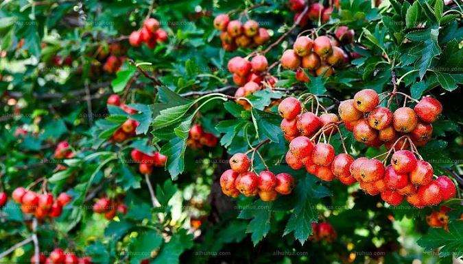 大金星山楂在河西走廊的引种表现