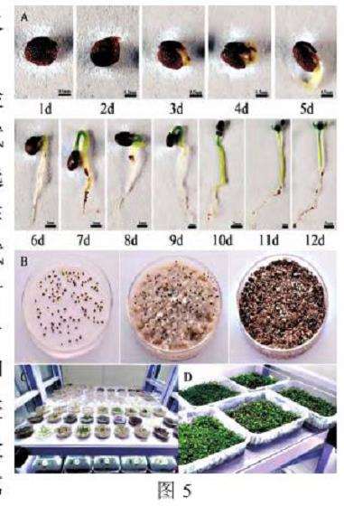 猕猴桃种子萌发及表型观察