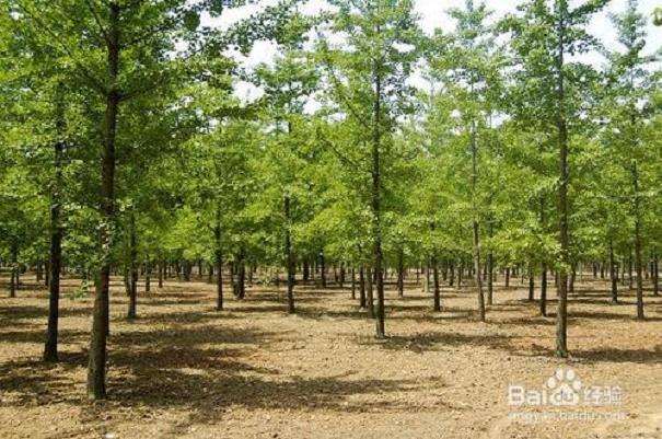 北方地区银杏栽培的病虫害防控技术