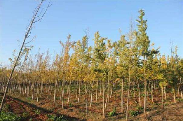 银杏怎么养护的5个技术