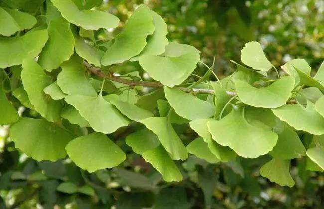 银杏栽植怎么播种嫁接的3个步骤