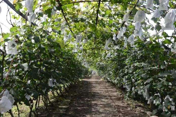 阳光玫瑰葡萄标准化设施栽培