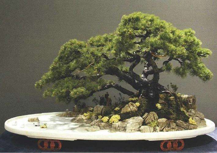 韦群杰盆景新作赏