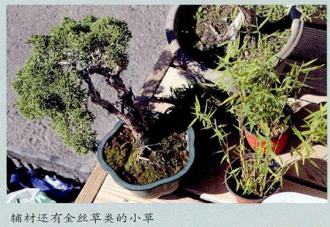 制作树石盆景