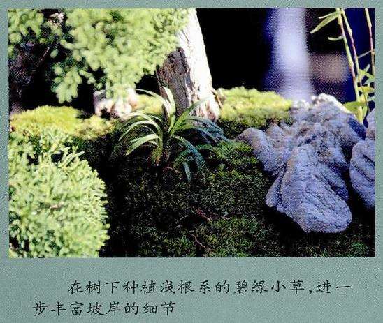 制作树石盆景