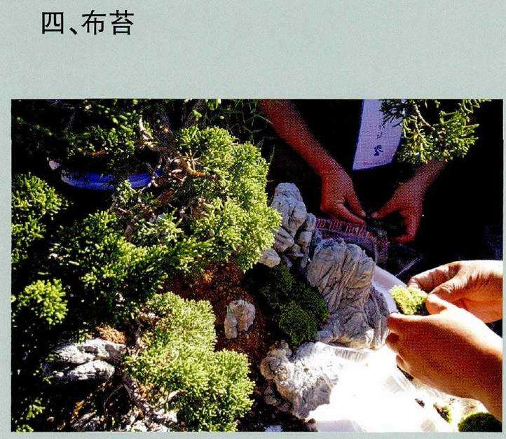 制作树石盆景