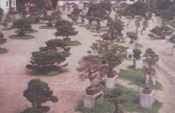 浙派盆景掇景园建于1958年 占地10000平