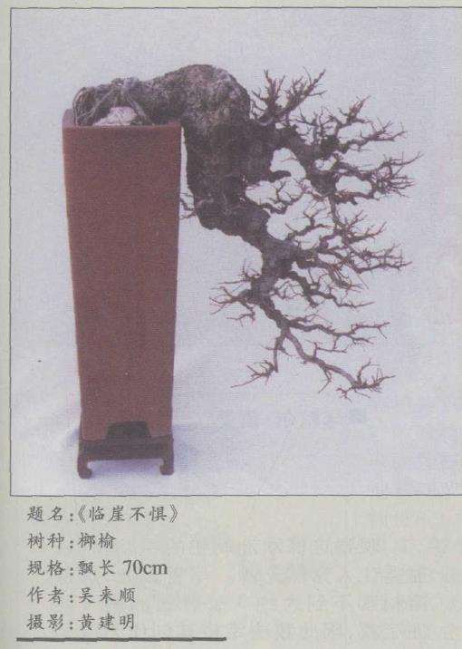 小析皖产榔榆盆景